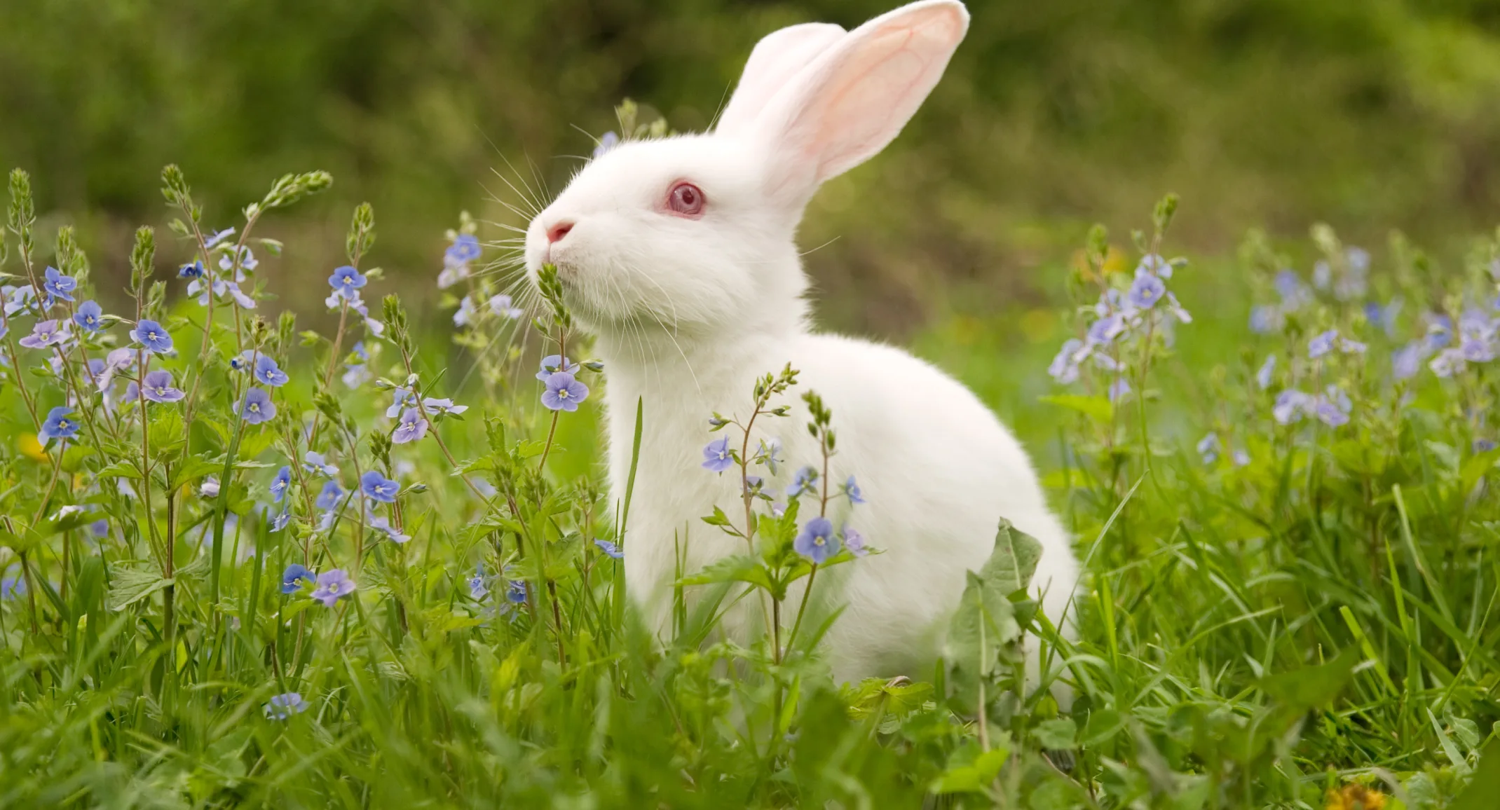 Rabbit in a meadow